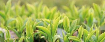廣西西林京桂古道茶業(yè)公司怎么樣？是國企嗎？和廣西農(nóng)墾集團(tuán)啥關(guān)系？